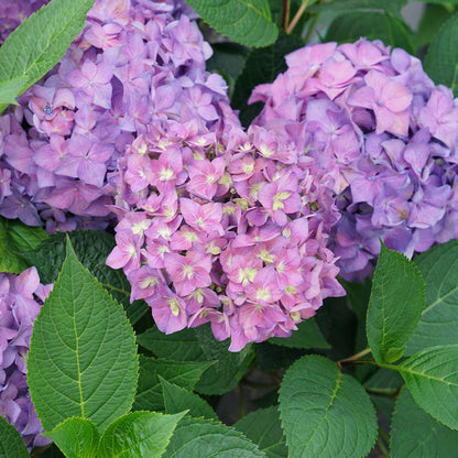 Hydrangea - Reblooming - LET’S DANCE ¡ARRIBA!