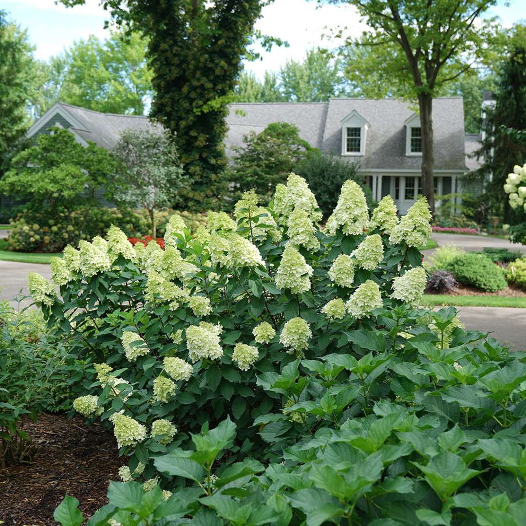 Panicle Hydrangea - LIMELIGHT PRIME