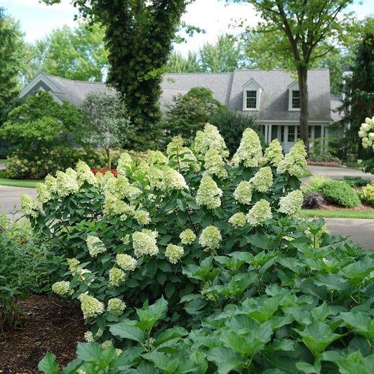 Panicle Hydrangea - LIMELIGHT PRIME