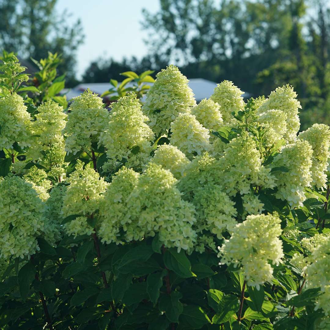 Panicle Hydrangea - LIMELIGHT PRIME