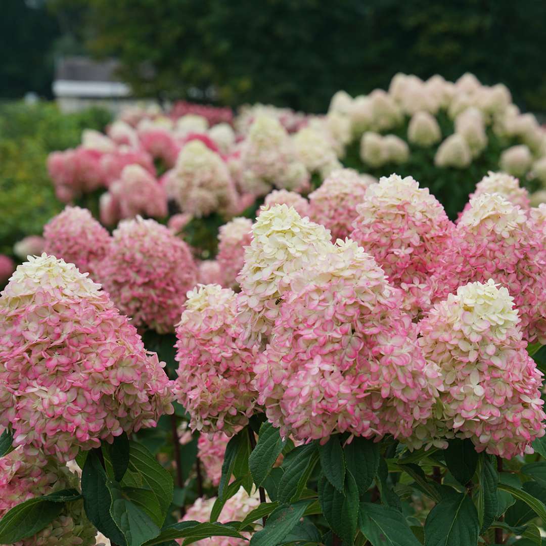 Panicle Hydrangea - LIMELIGHT PRIME