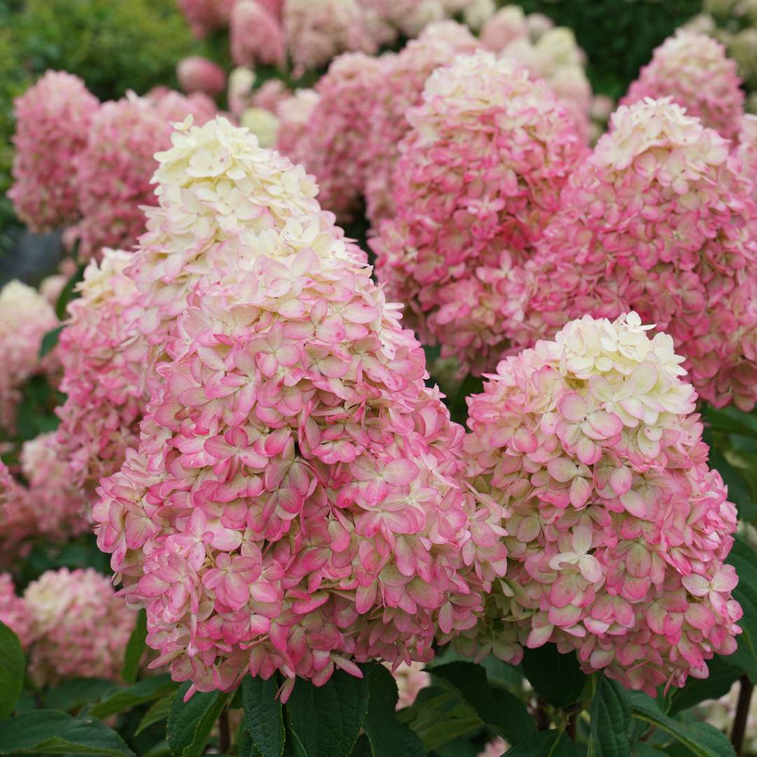 Panicle Hydrangea - LIMELIGHT PRIME