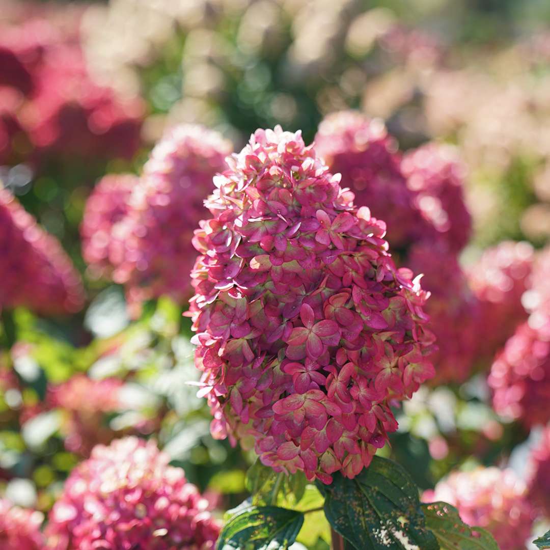 Panicle Hydrangea - LIMELIGHT PRIME
