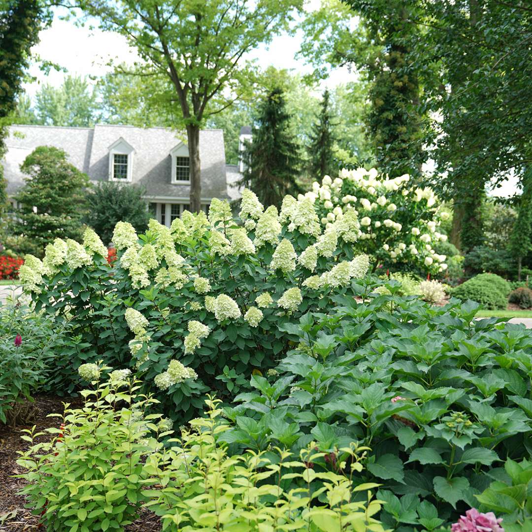 Panicle Hydrangea - LIMELIGHT PRIME