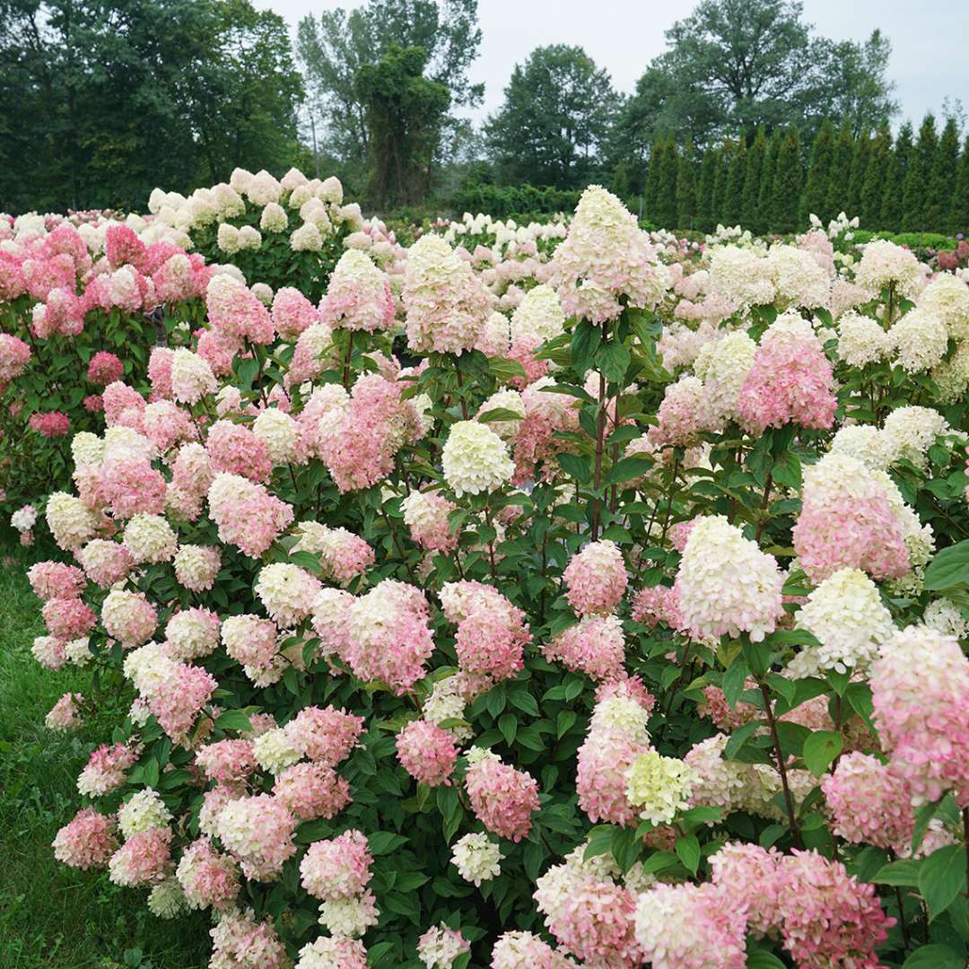 Panicle Hydrangea - LIMELIGHT PRIME