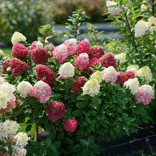 Panicle Hydrangea - LITTLE LIME PUNCH