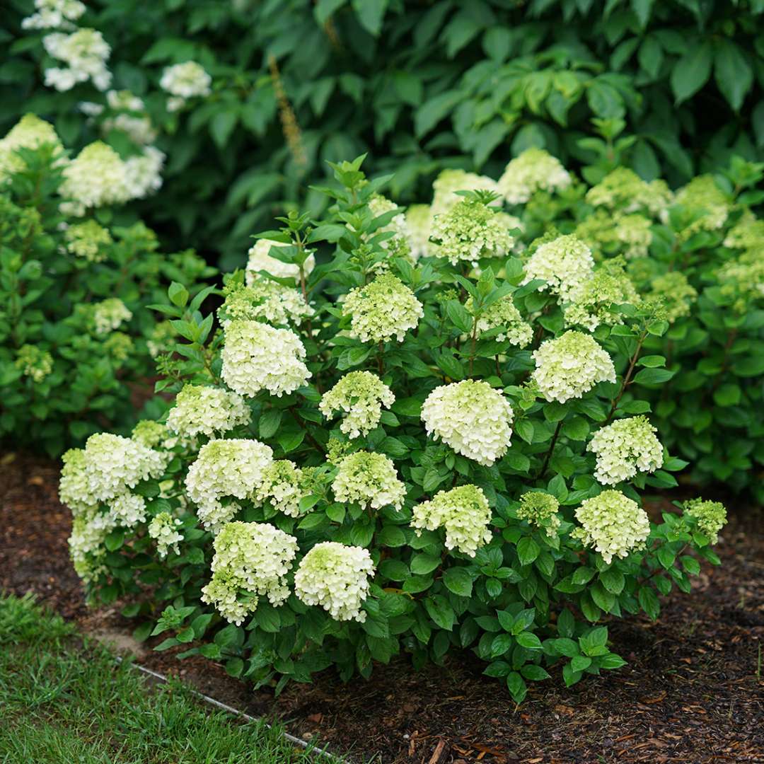 Panicle Hydrangea - LITTLE LIME PUNCH