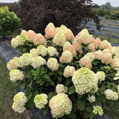 Panicle Hydrangea - LITTLE LIME PUNCH