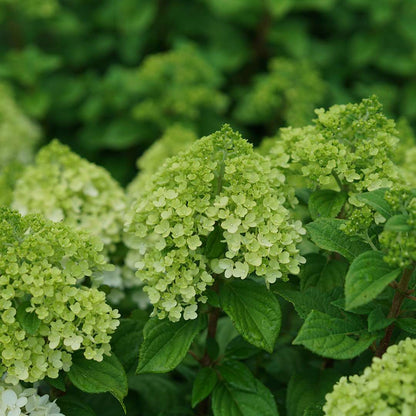 Panicle Hydrangea - LITTLE LIME PUNCH