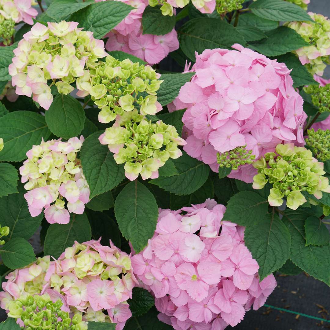 Hydrangea - Continuous Blooming - LET’S DANCE  SKY VIEW