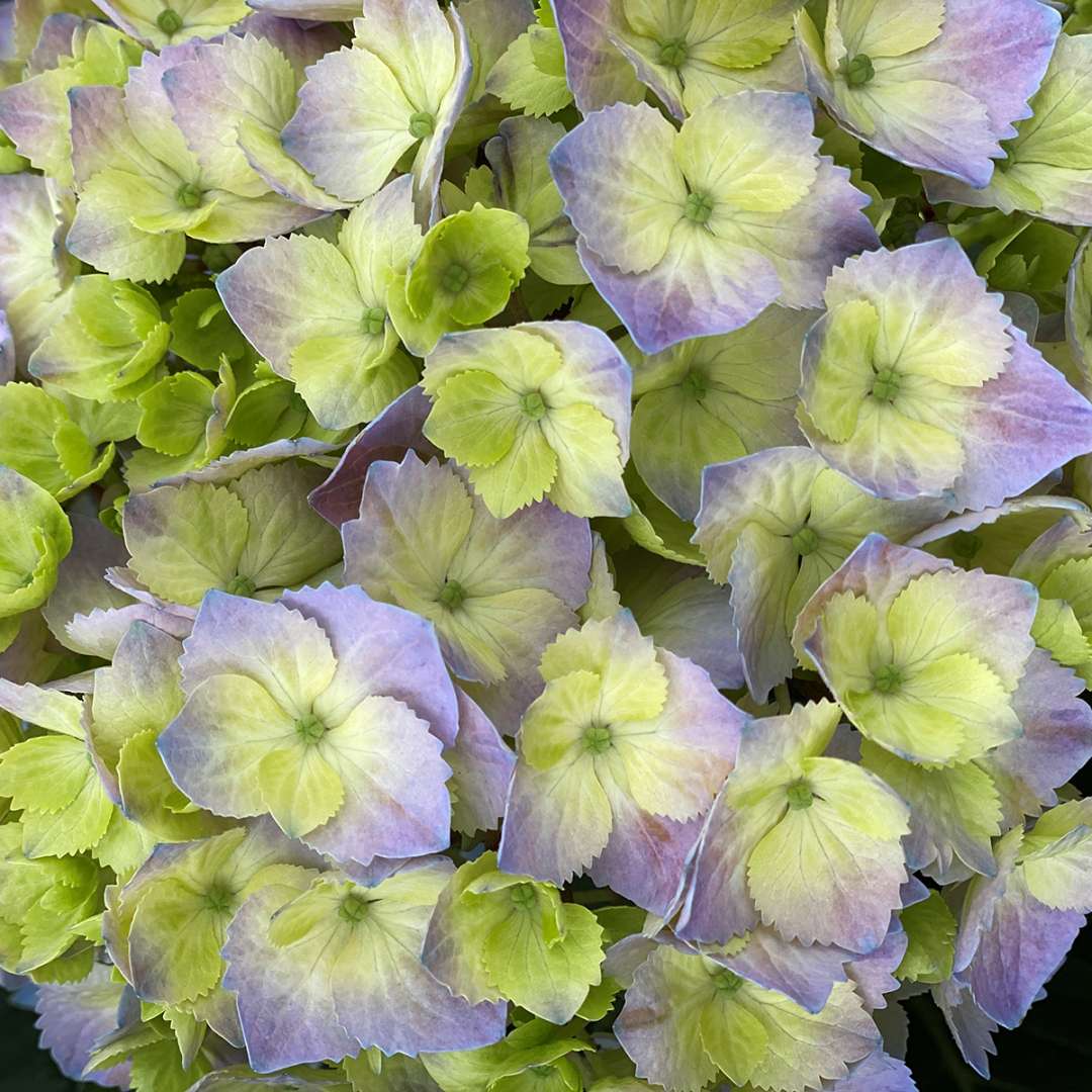 Hydrangea - Continuous Blooming - LET’S DANCE  SKY VIEW