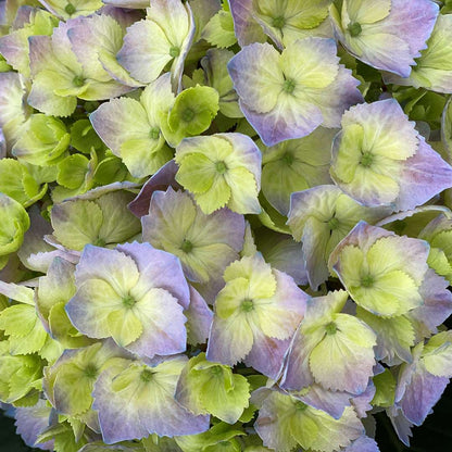 Hydrangea - Continuous Blooming - LET’S DANCE  SKY VIEW