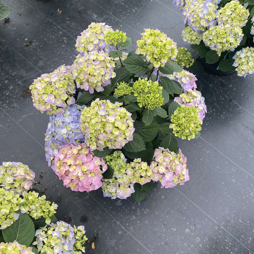 Hydrangea - Continuous Blooming - LET’S DANCE  SKY VIEW