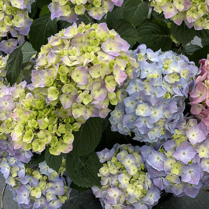 Hydrangea - Continuous Blooming - LET’S DANCE  SKY VIEW