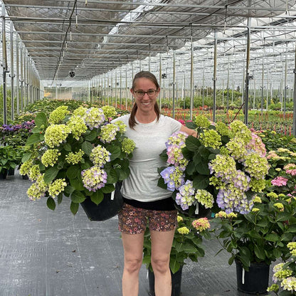 Hydrangea - Continuous Blooming - LET’S DANCE  SKY VIEW