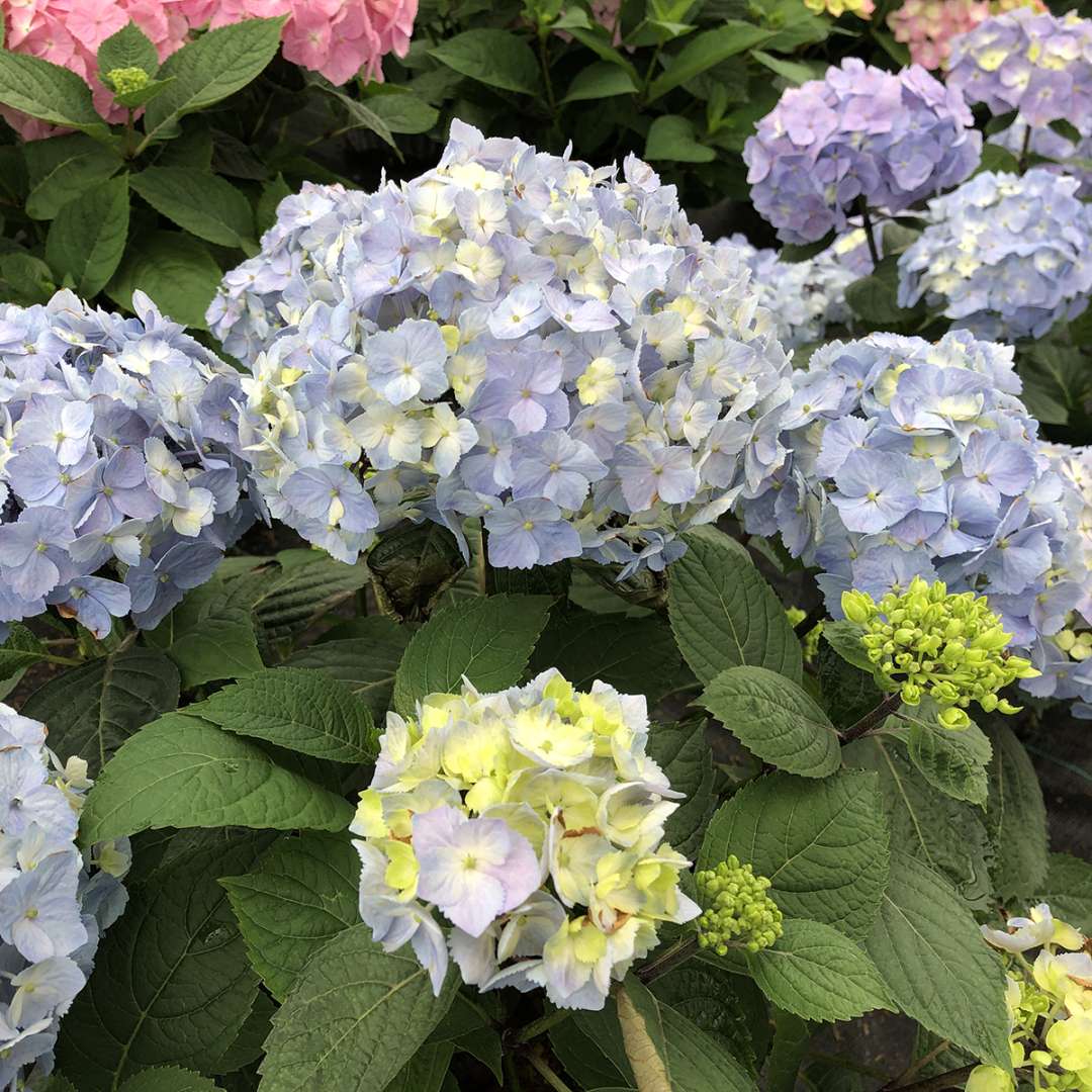 Hydrangea - Continuous Blooming - LET’S DANCE  SKY VIEW
