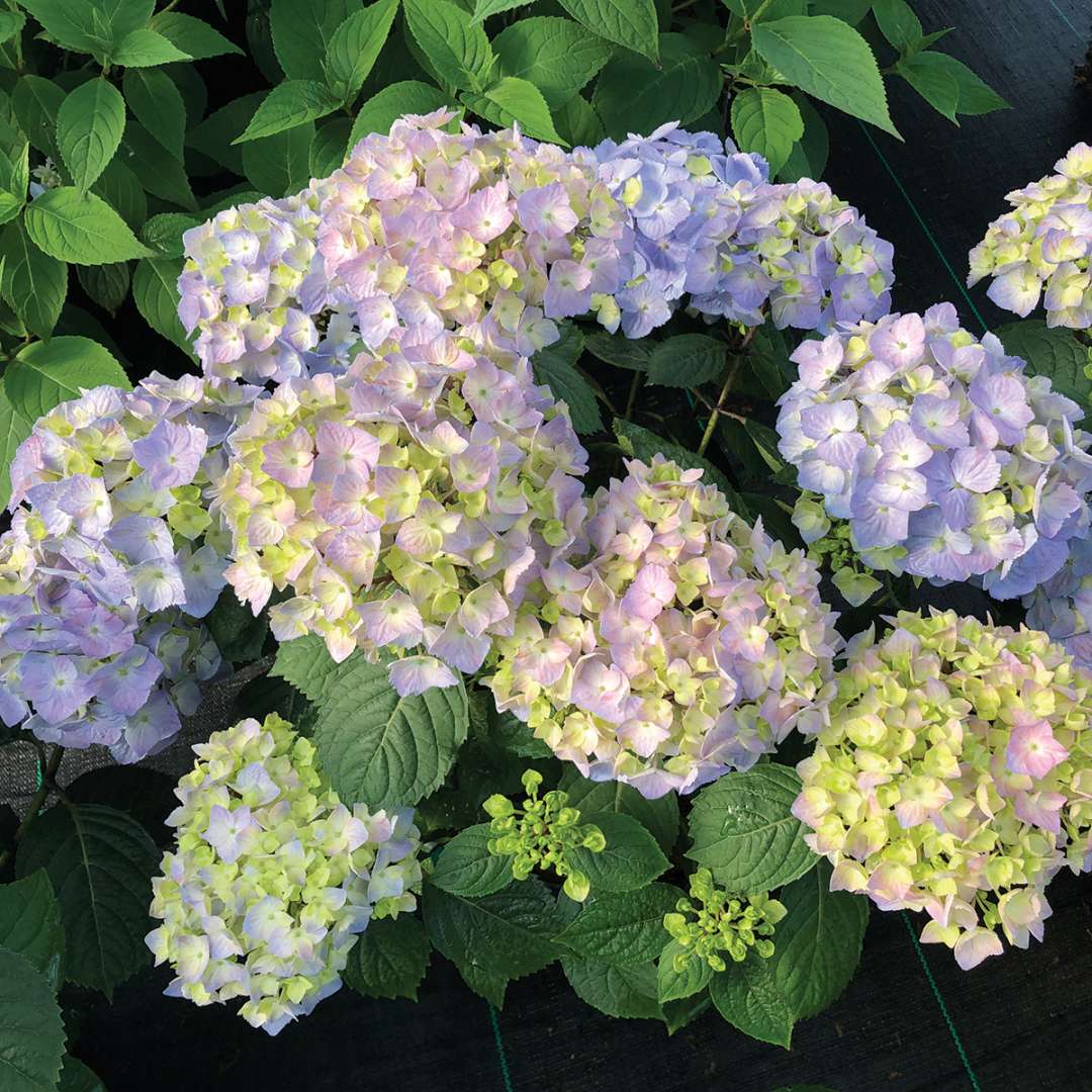 Hydrangea - Continuous Blooming - LET’S DANCE  SKY VIEW
