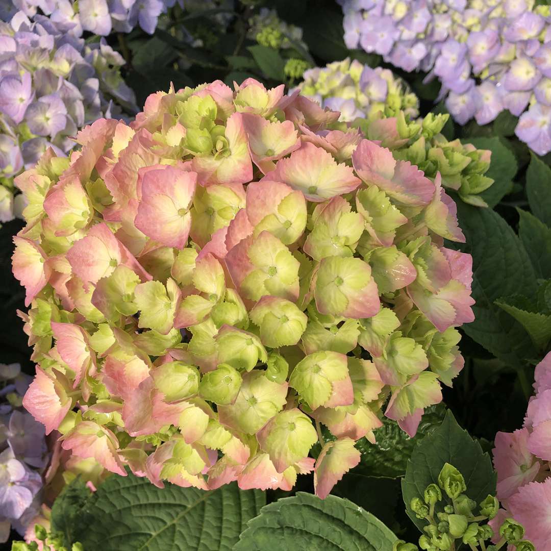 Hydrangea - Continuous Blooming - LET’S DANCE  SKY VIEW