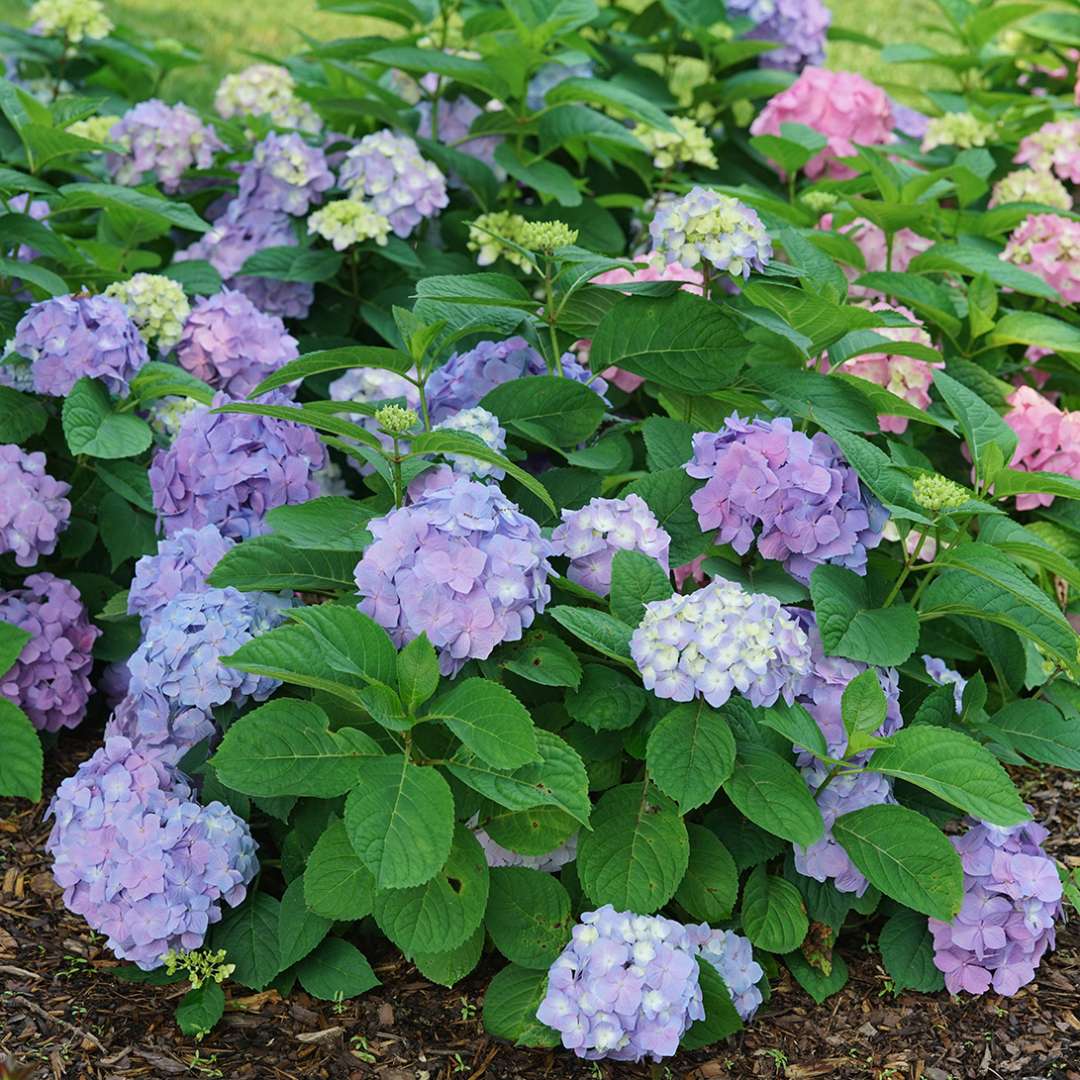 Hydrangea - Continuous Blooming - LET’S DANCE  SKY VIEW