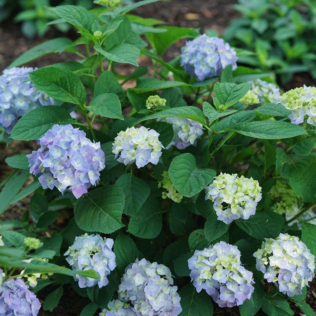 Hydrangea - Continuous Blooming - LET’S DANCE  SKY VIEW