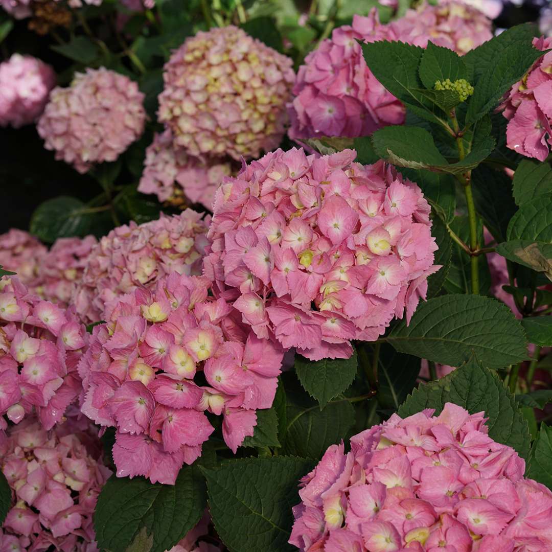 Hydrangea - Continuous Blooming - LET’S DANCE  SKY VIEW
