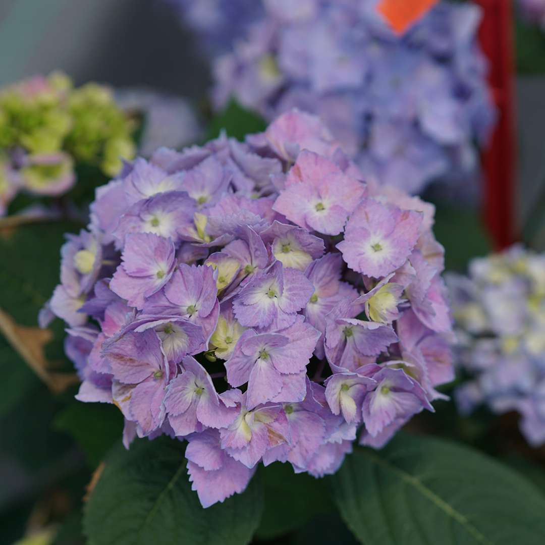 Hydrangea - Continuous Blooming - LET’S DANCE  SKY VIEW