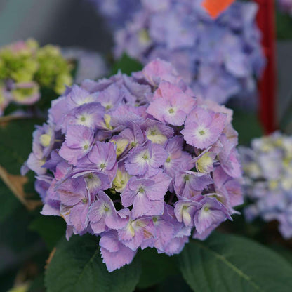Hydrangea - Continuous Blooming - LET’S DANCE  SKY VIEW