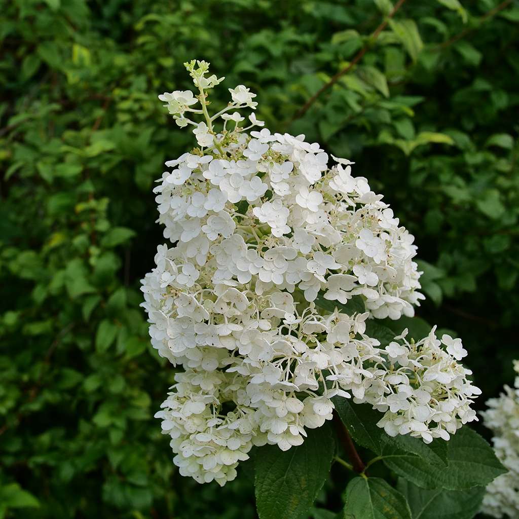 Hydrangea - Panicle - PUFFER FISH
