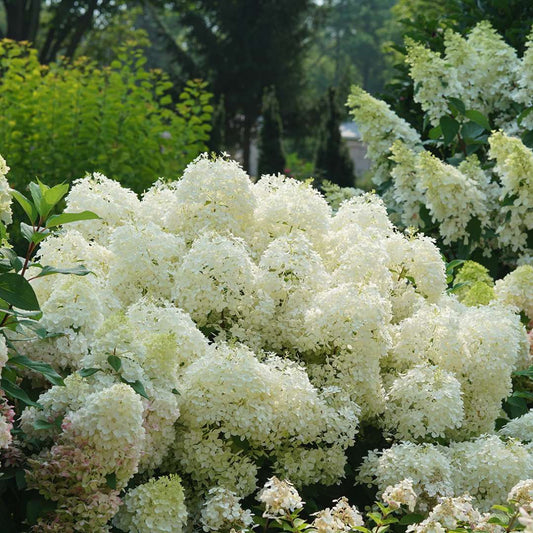 Hydrangea - Panicle - PUFFER FISH