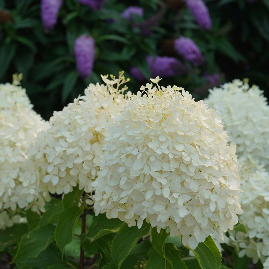 Hydrangea - Panicle - PUFFER FISH