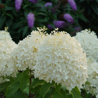 Hydrangea - Panicle - PUFFER FISH
