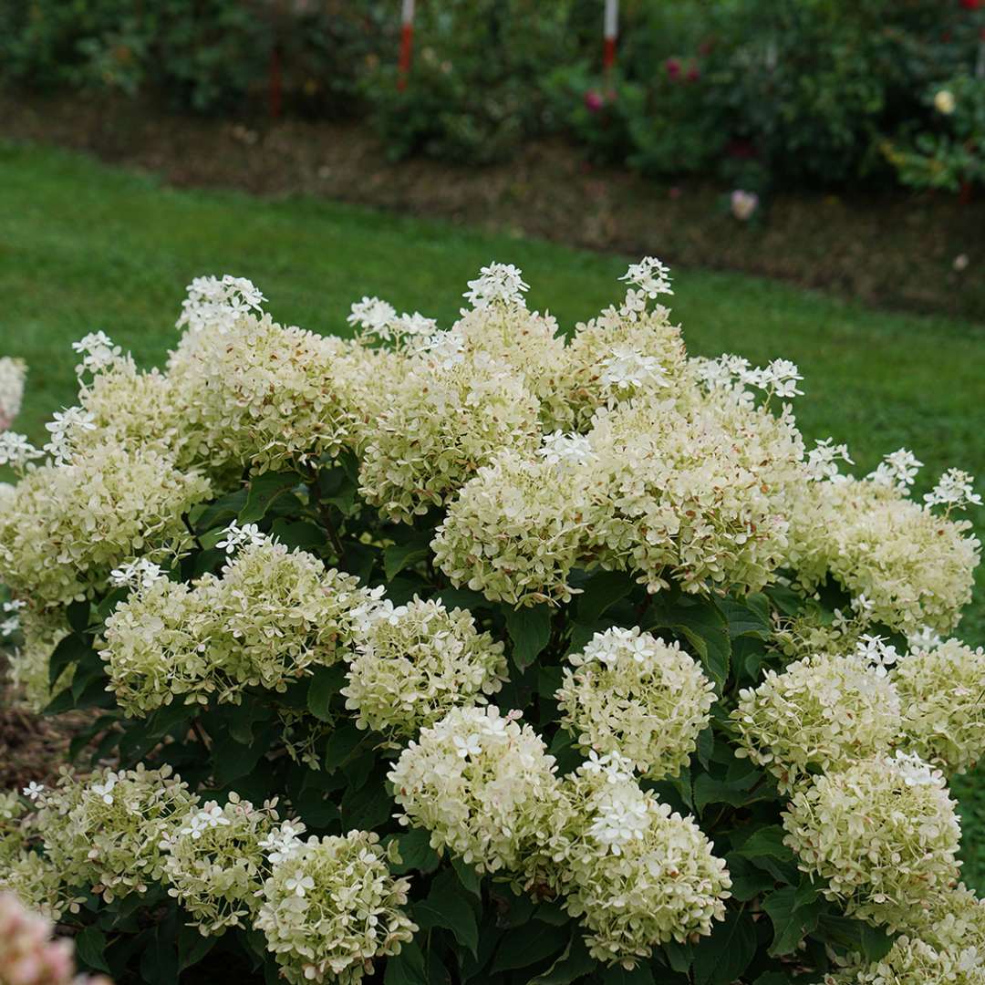 Hydrangea - Panicle - PUFFER FISH