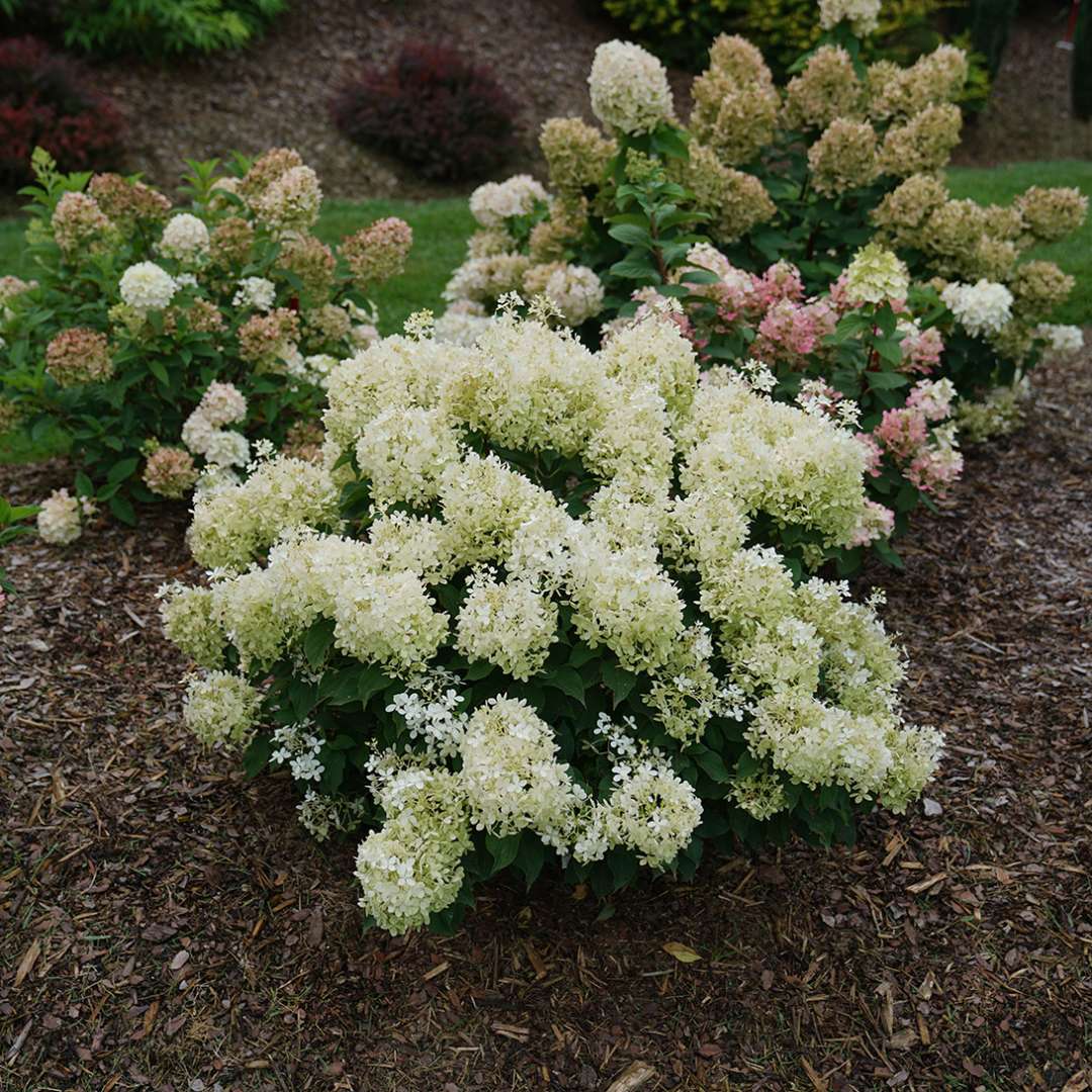 Hydrangea - Panicle - PUFFER FISH