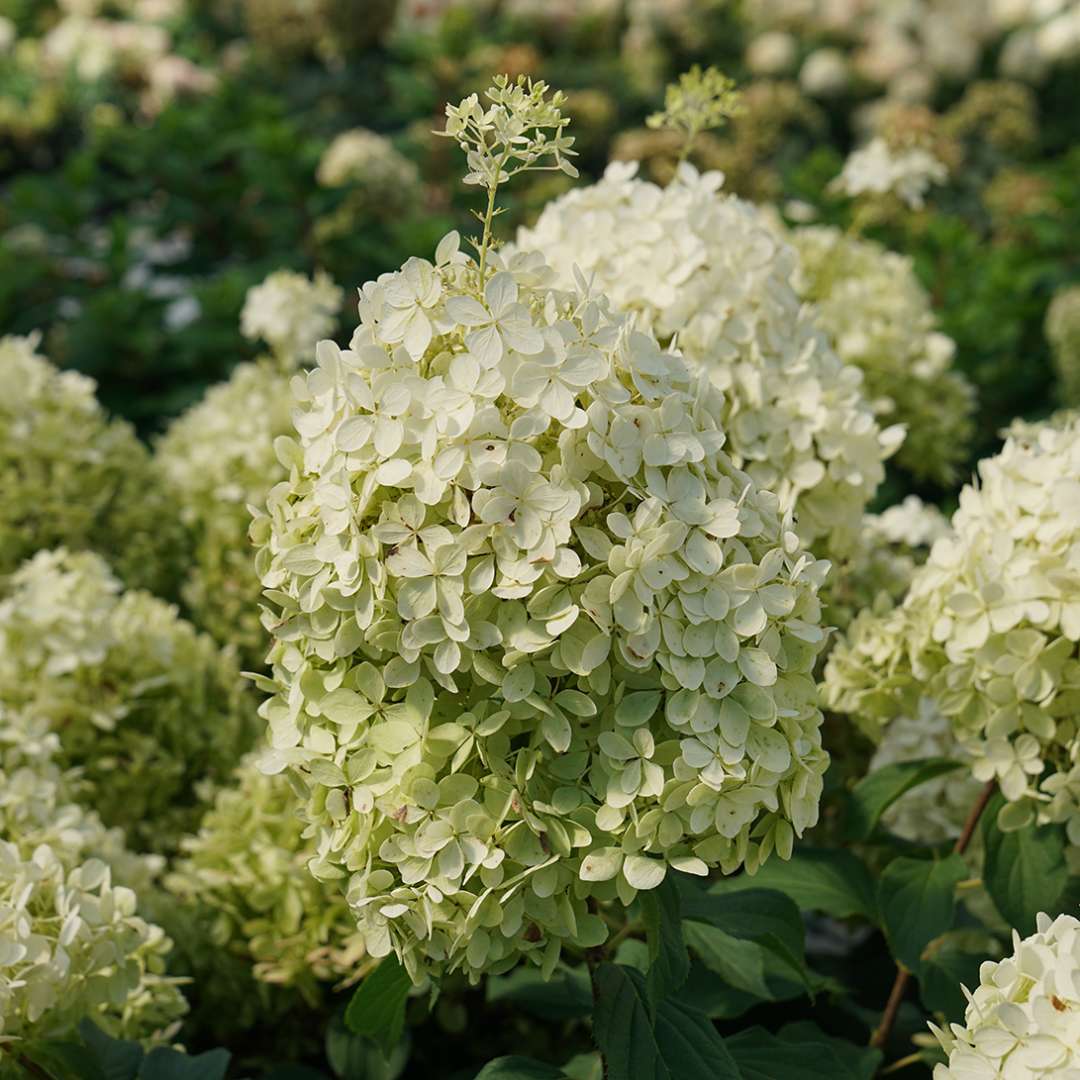 Hydrangea - Panicle - PUFFER FISH