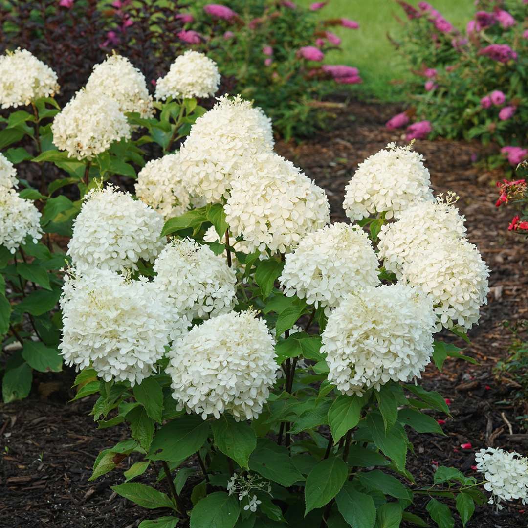 Hydrangea - Panicle - PUFFER FISH