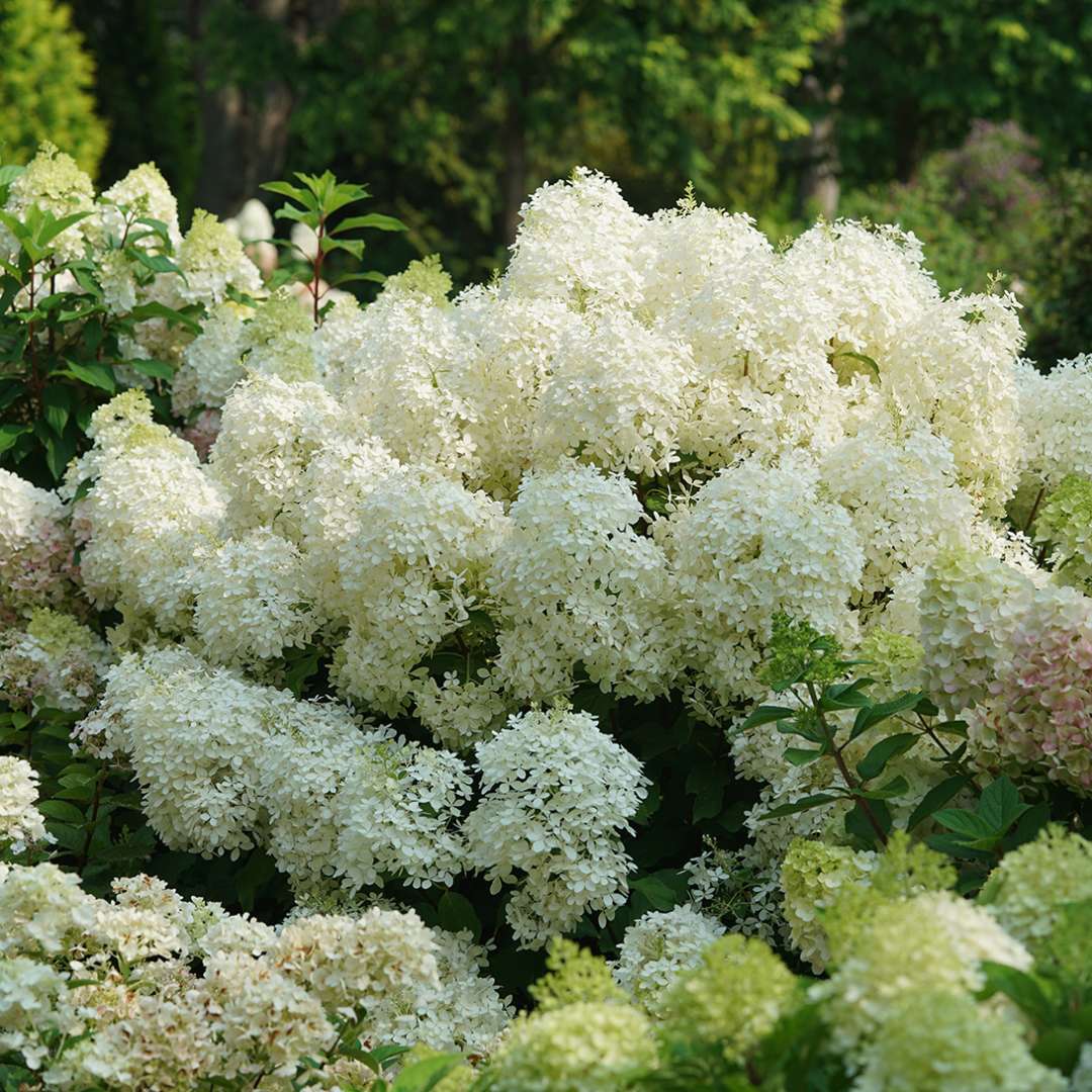 Hydrangea - Panicle - PUFFER FISH