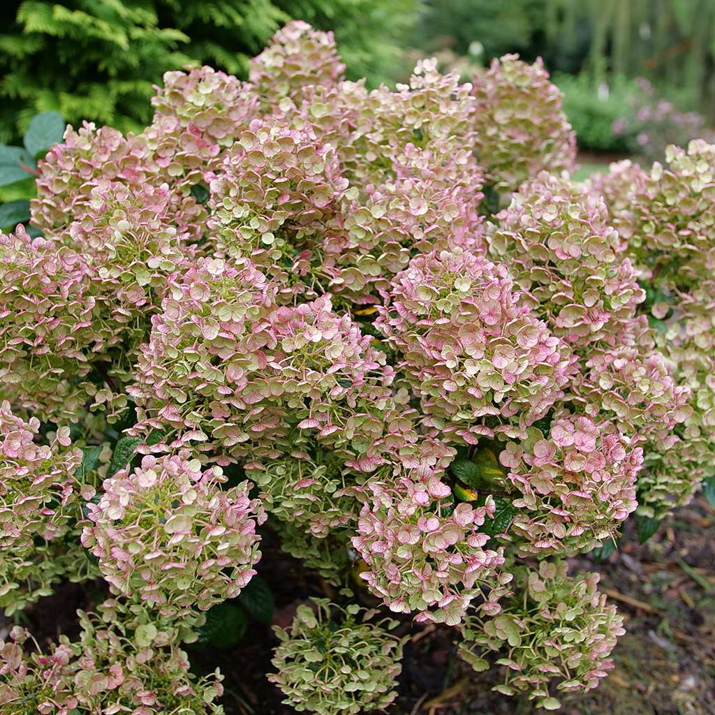 Hydrangea - Panicle - TINY QUICK FIRE