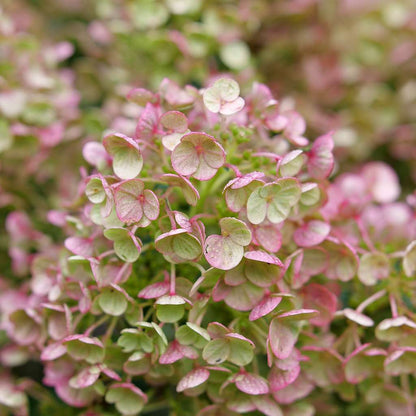 Hydrangea - Panicle - TINY QUICK FIRE
