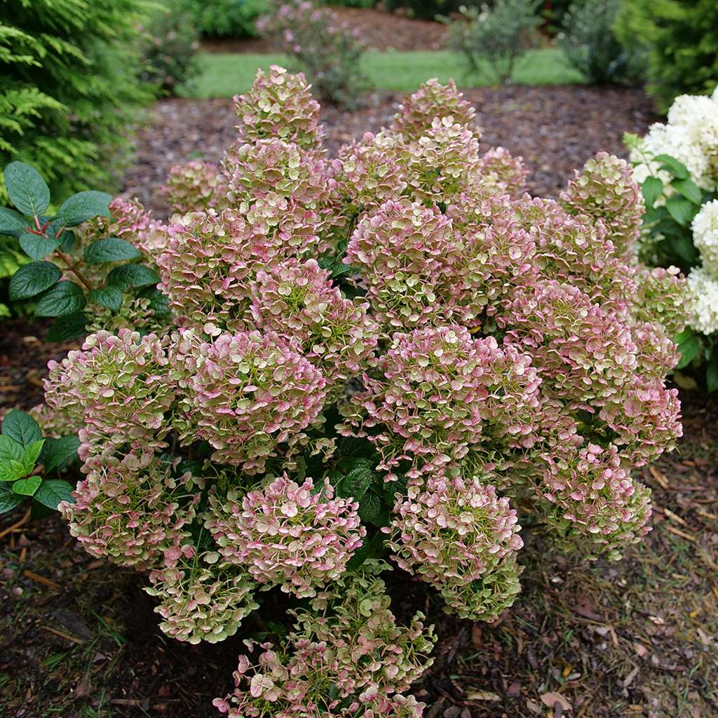Hydrangea - Panicle - TINY QUICK FIRE
