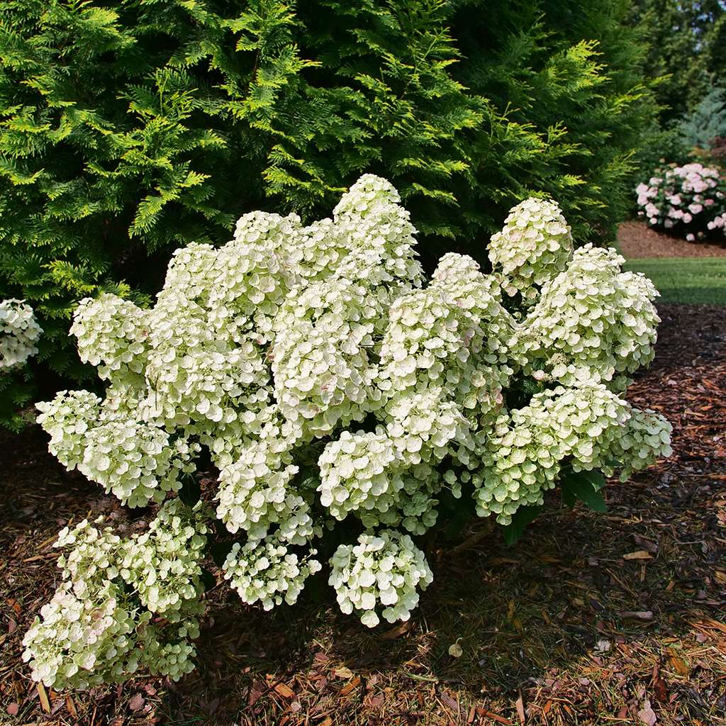 Hydrangea - Panicle - TINY QUICK FIRE