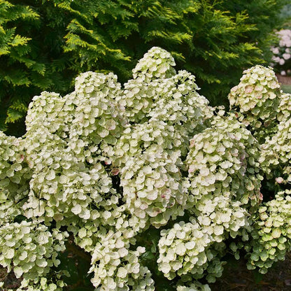 Hydrangea - Panicle - TINY QUICK FIRE