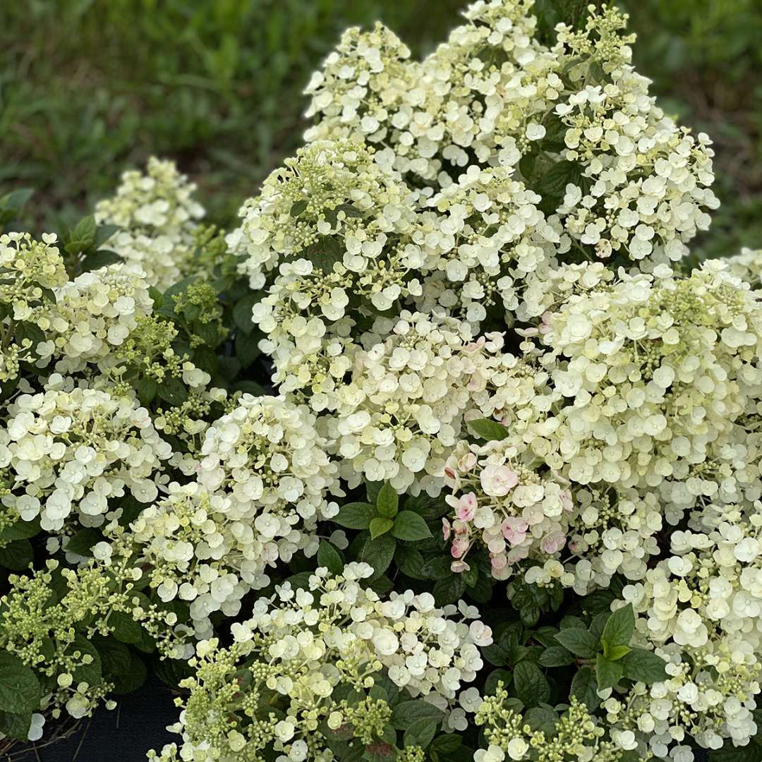 Hydrangea - Panicle - TINY QUICK FIRE