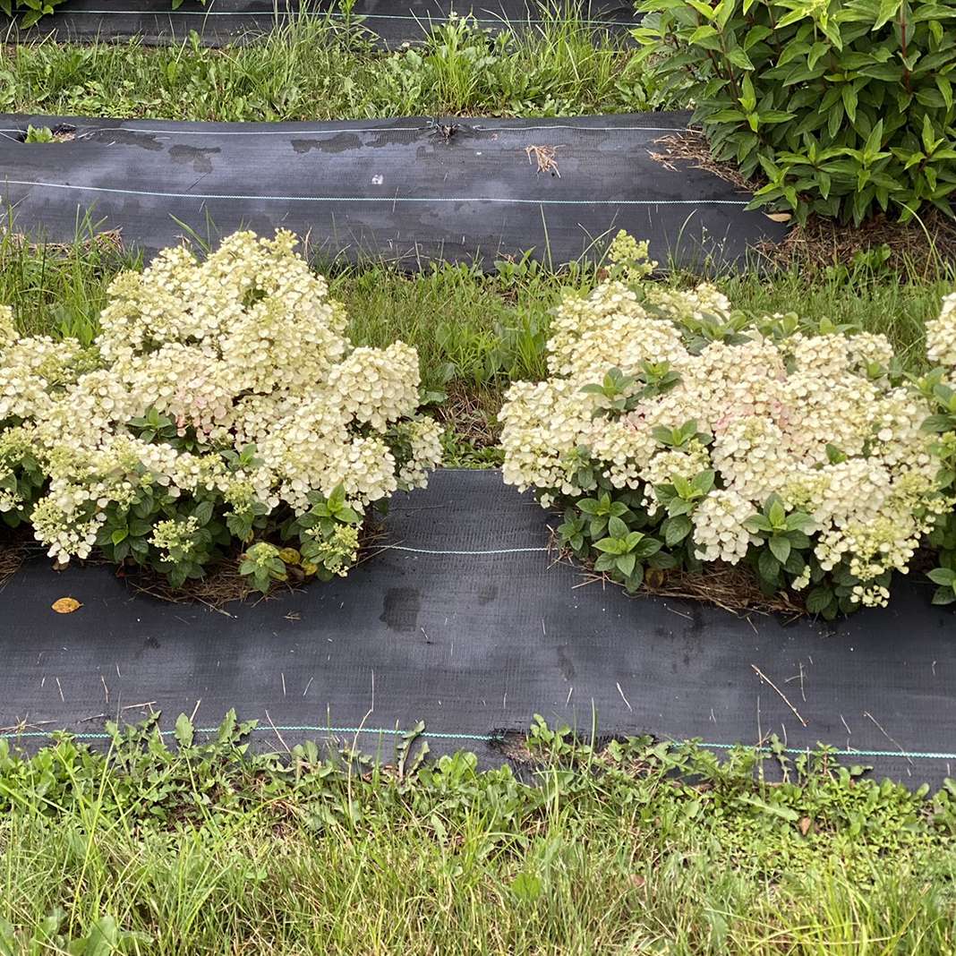 Hydrangea - Panicle - TINY QUICK FIRE