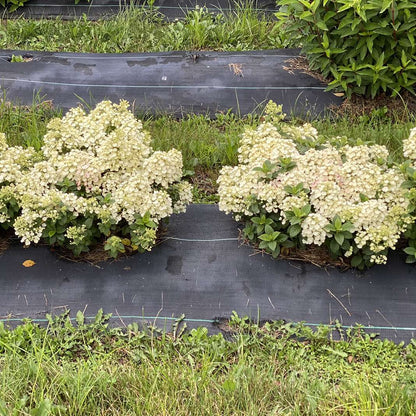 Hydrangea - Panicle - TINY QUICK FIRE