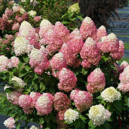 Panicle Hydrangea - QUICK FIRE FAB