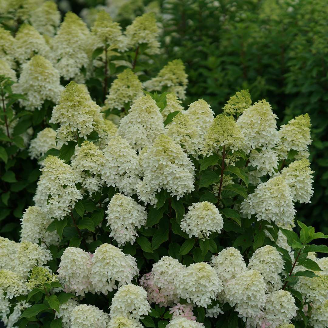 Panicle Hydrangea - QUICK FIRE FAB