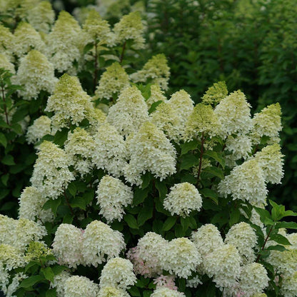 Panicle Hydrangea - QUICK FIRE FAB