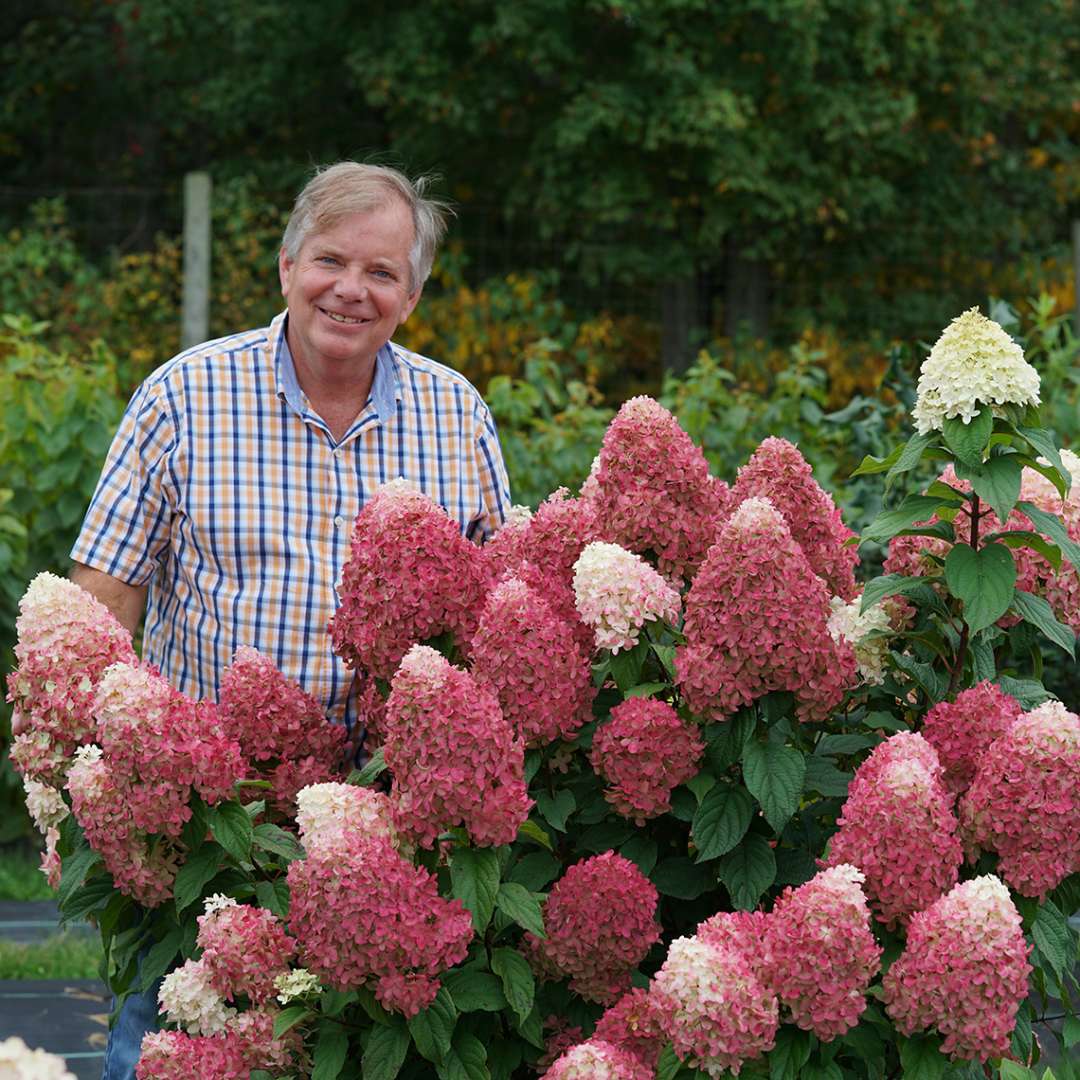 Panicle Hydrangea - QUICK FIRE FAB