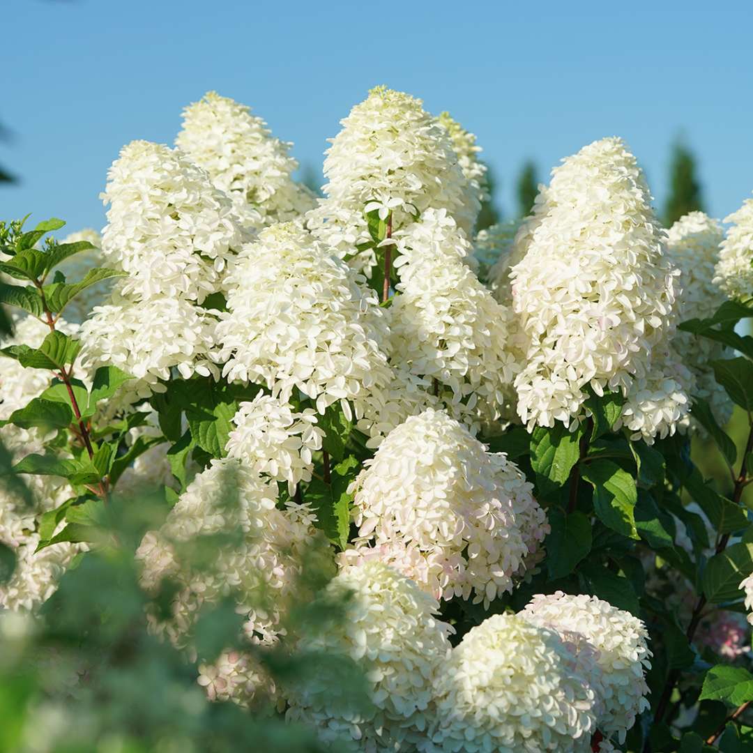 Panicle Hydrangea - QUICK FIRE FAB