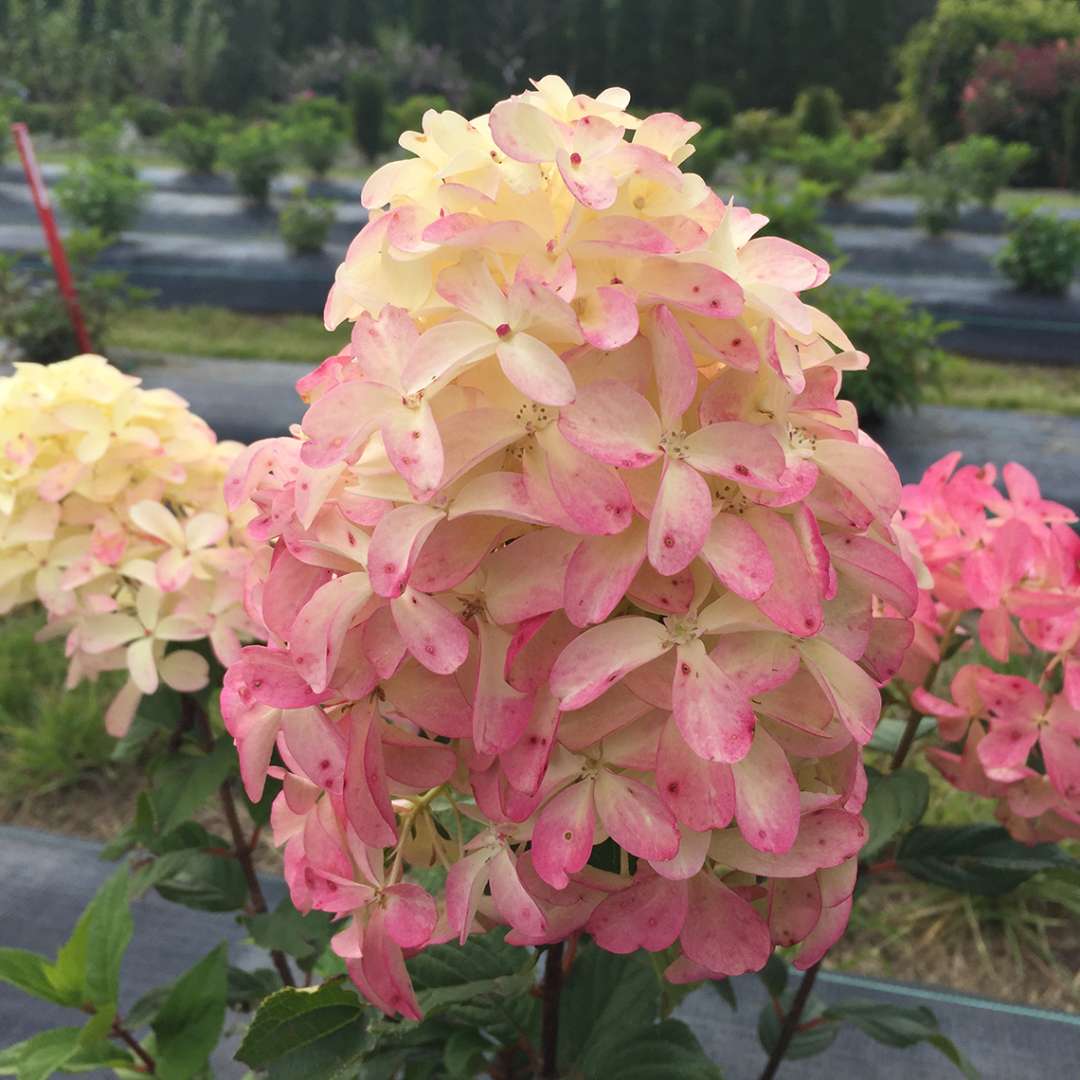 Panicle Hydrangea - QUICK FIRE FAB